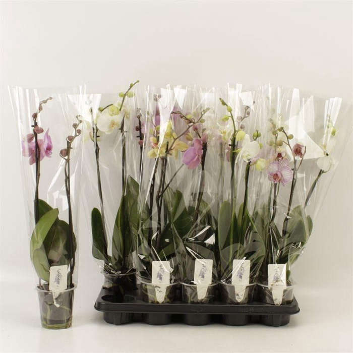 <h4>PHAL GEM 6 KL</h4>