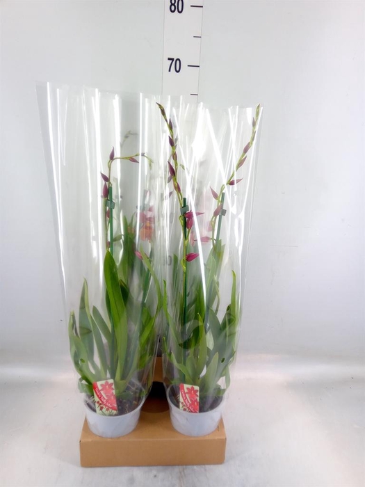 <h4>Burrageara 'Nelly Isler'</h4>