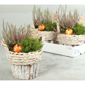 ARR TUINPLANTEN