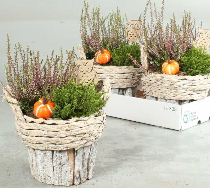 <h4>ARR TUINPLANTEN</h4>