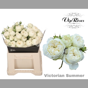 R TR VICTORIAN SUMMER