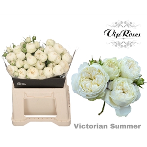R Tr Victorian Summer