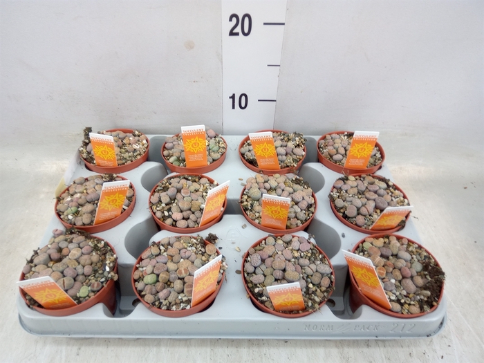 <h4>Lithops spp.</h4>