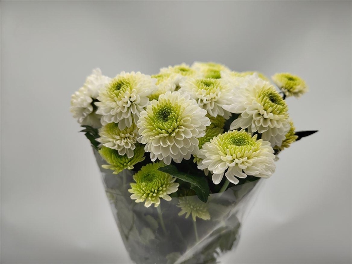 <h4>Chr T Albarino</h4>