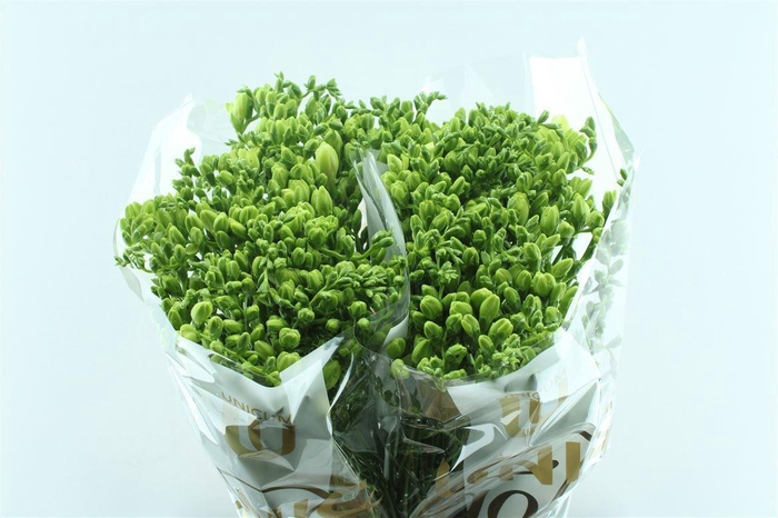 <h4>Fr Du Volante White Op Kleur</h4>