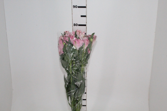 <h4>ALSTROEMERIA DUBAI 080 CM</h4>