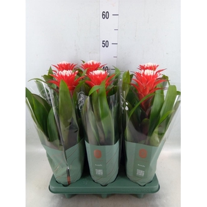 Guzmania  'Hope'