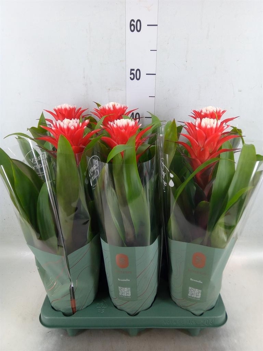 <h4>Guzmania  'Hope'</h4>