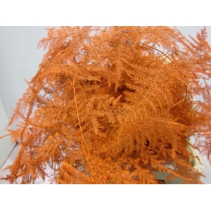 Asp Extra Veer Oranje
