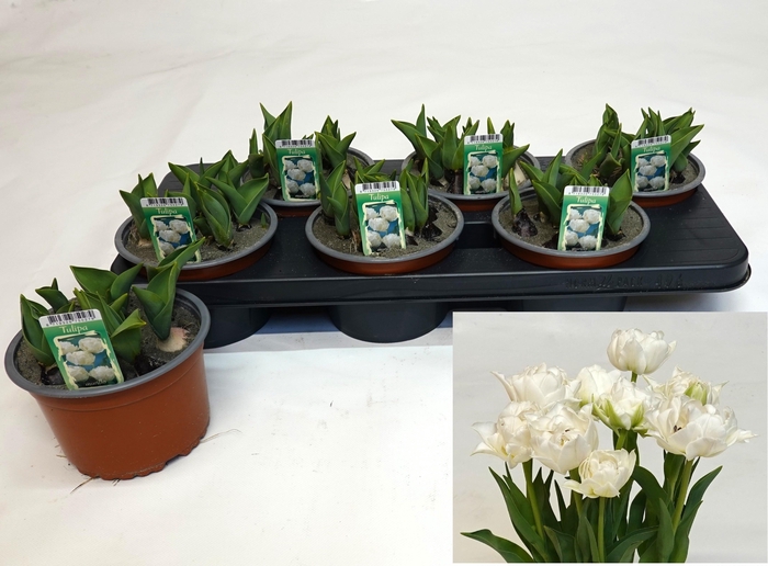 <h4>TUL OV DUBBEL</h4>