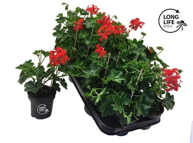 <h4>PEL PELT BALKON ROOD</h4>