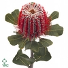 BANKSIA COCCINEA