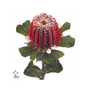 Banksia Coccinea