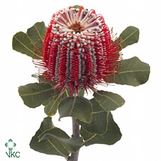 <h4>Banksia Coccinea</h4>