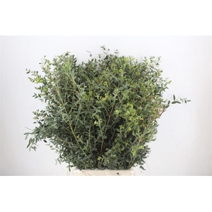 Euca Parvifolia 300gr P Bunch