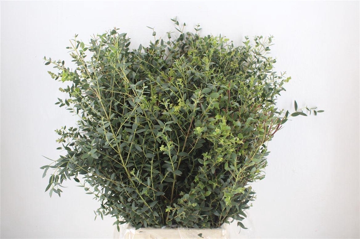 <h4>Euca Parvifolia 300gr P Bunch</h4>