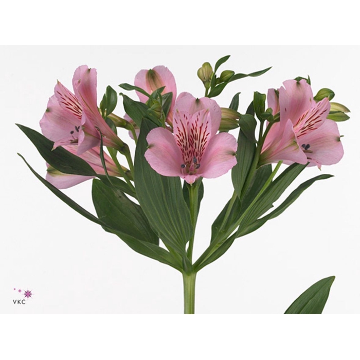 <h4>Alstroemeria Pink Floyd</h4>