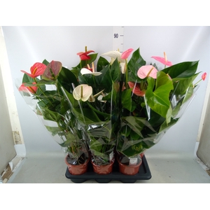 Anthurium andr.   ...mix  3