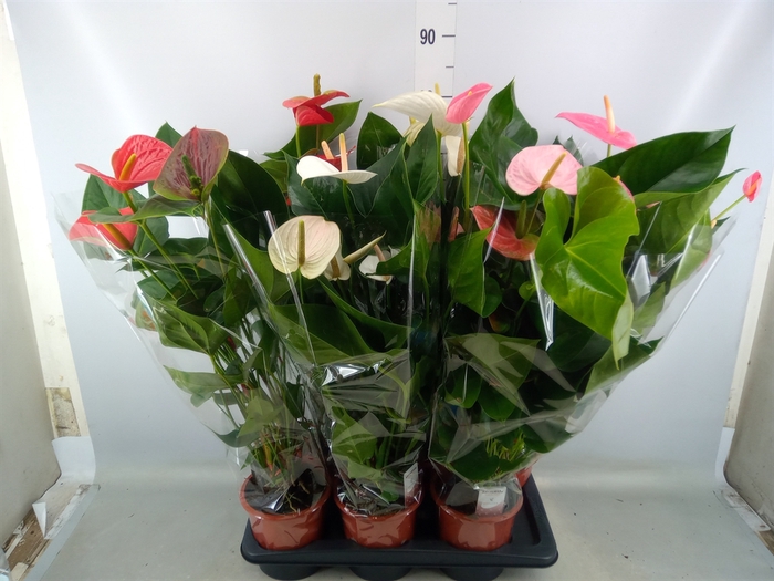 <h4>Anthurium andr.   ...mix  3</h4>