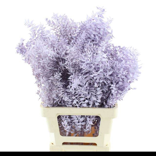 <h4>RUSCUS OV KLB H%</h4>