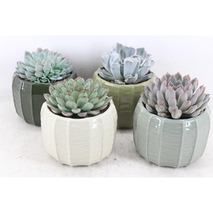 arr3 OV - Ker. Copenhagen x4