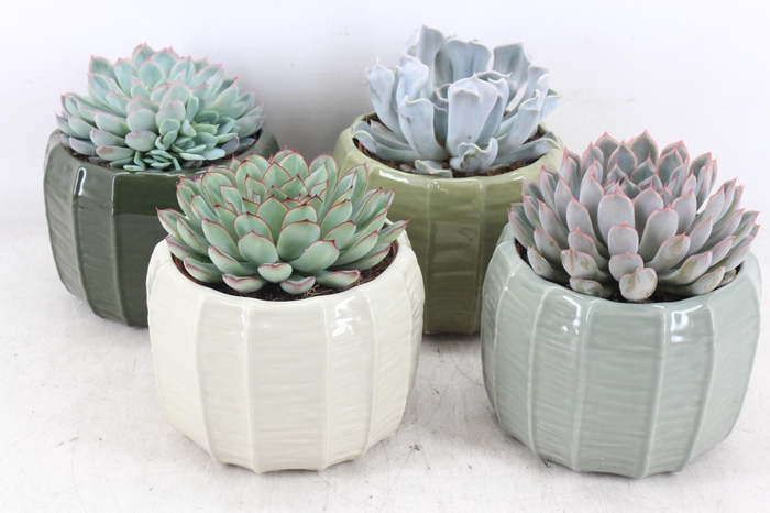 <h4>arr3 OV - Ker. Copenhagen x4</h4>