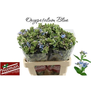 OXY CO TAN PURE BLU