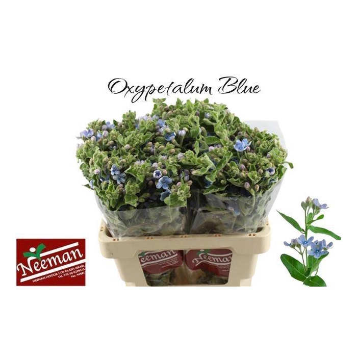 <h4>Oxy Co Tan Pure Blu</h4>