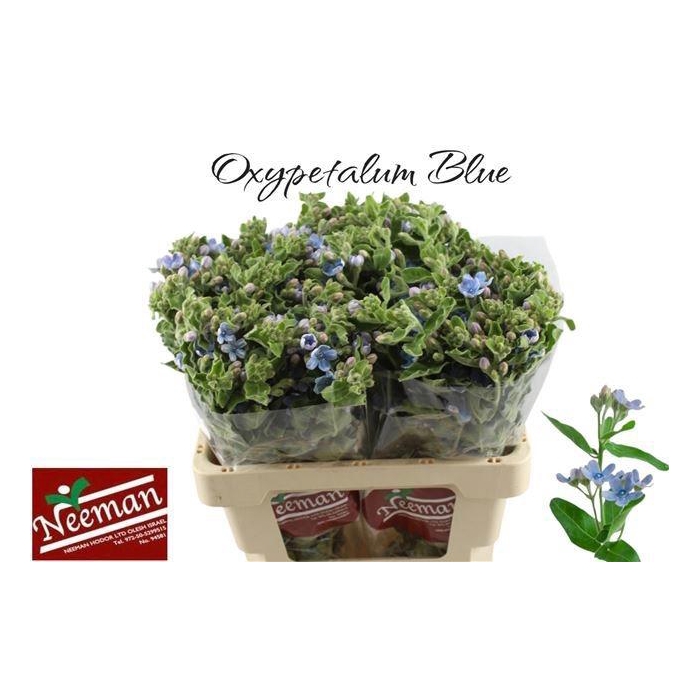 <h4>OXY CO TAN PURE BLU</h4>