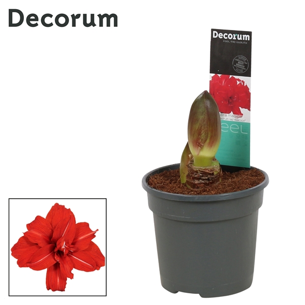<h4>Hipp 2 bl Red Peacock</h4>