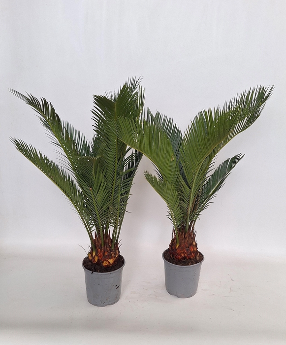 <h4>CYCAS REVOLUTA</h4>