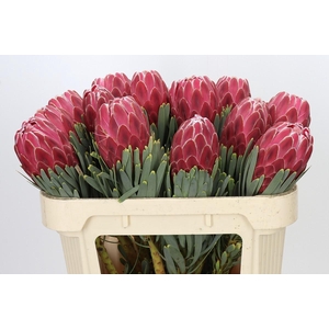 Protea Venus