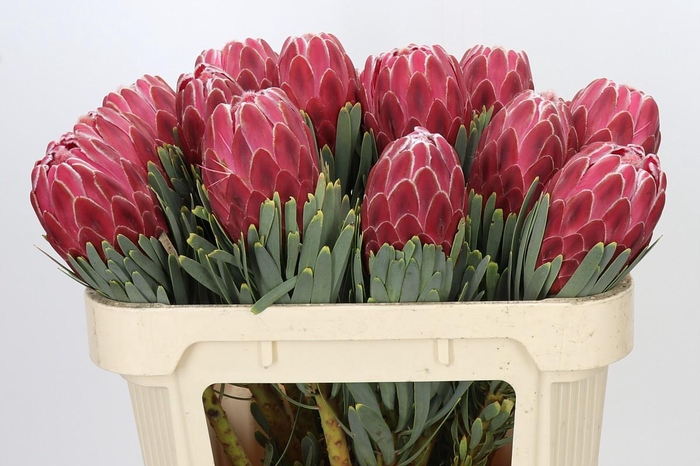 <h4>Protea Venus</h4>