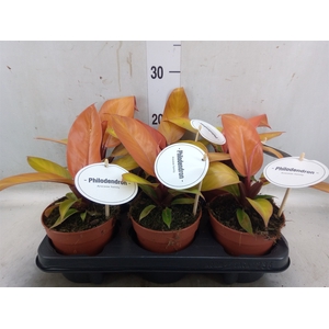Philodendron   ...