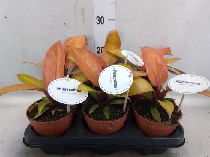 <h4>Philodendron   ...</h4>