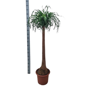 Beaucarnea 40 cm recht