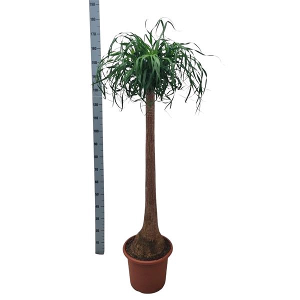 <h4>Beaucarnea 40 cm recht</h4>