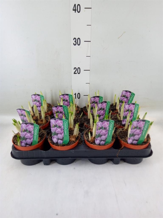 <h4>Crocus vernus 'Pickwick'</h4>