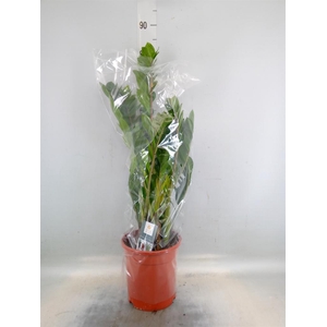 Zamioculcas zamiifolia