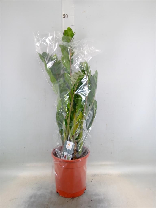 <h4>Zamioculcas zamiifolia</h4>