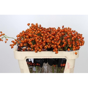 Rosa Hiphop Sunset Giant