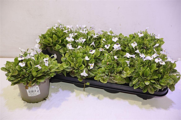 <h4>arr8 Mazus Reptans</h4>