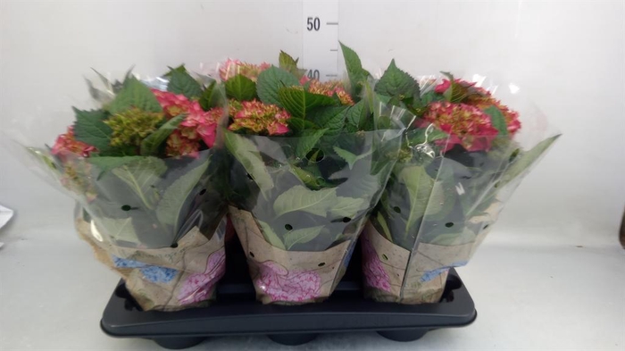 <h4>Hydrangea mac. 'Schone Bautznerin'</h4>