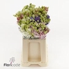 Lisianthus do alissa mix in bucket
