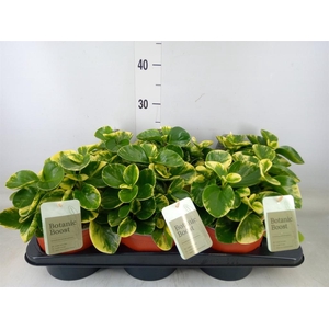 Peperomia
