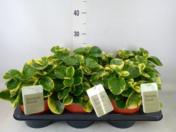 <h4>Peperomia</h4>