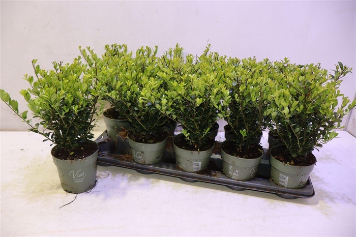 <h4>arr8 Ilex Crenata Jenny</h4>