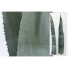Agave American Bleu 120cm