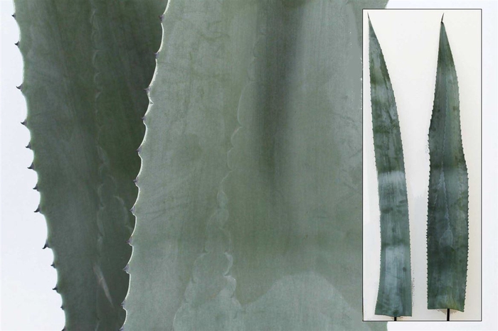 <h4>Agave Americana Bleu 120cm</h4>