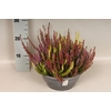 Calluna vulgaris 23cm Beauty Lady® 'Trio'